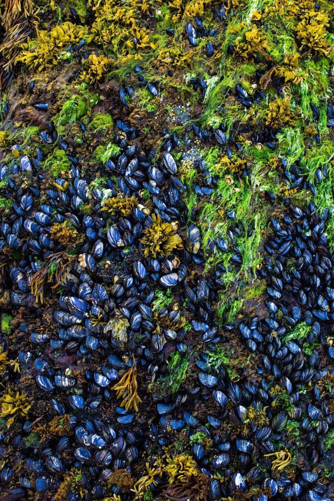 plant life and wildlife in the tidal pools near Arch Rock