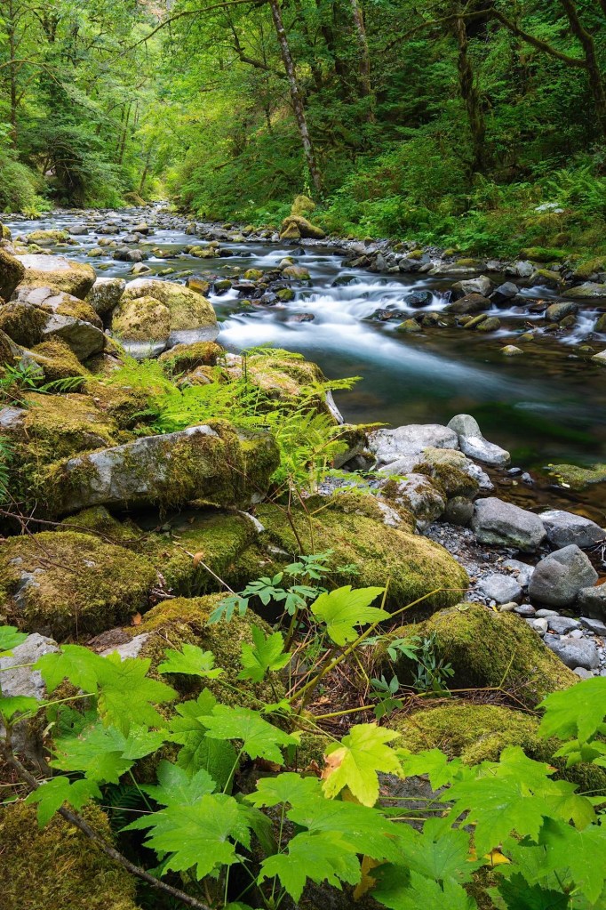The trail to Wahclella Falls follow the beautiful and serene Tanner Creek