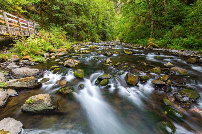 The trail to Wahclella Falls follow the beautiful and serene Tanner Creek
