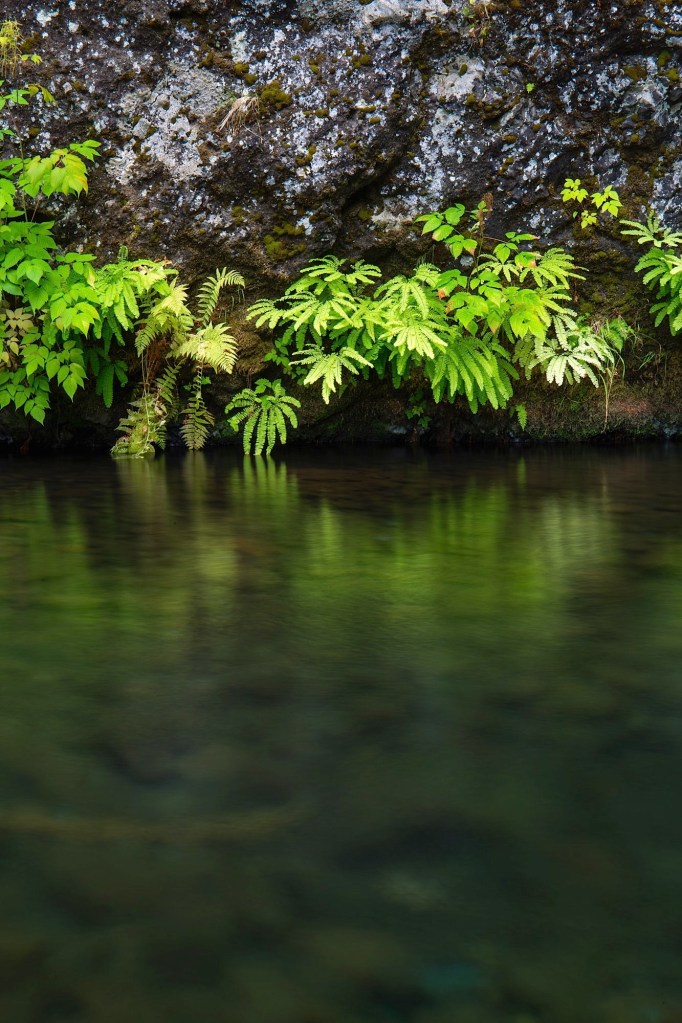 Ferns and vegetation detail near Wahclella Falls in Tanner Creek