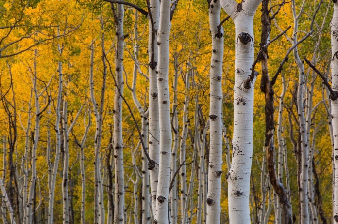 ARS_CO_20150930_7495