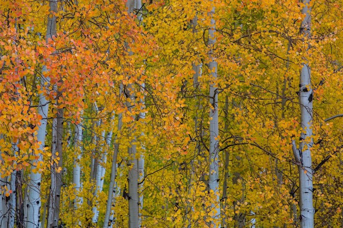 ARS_CO_20151005_8911