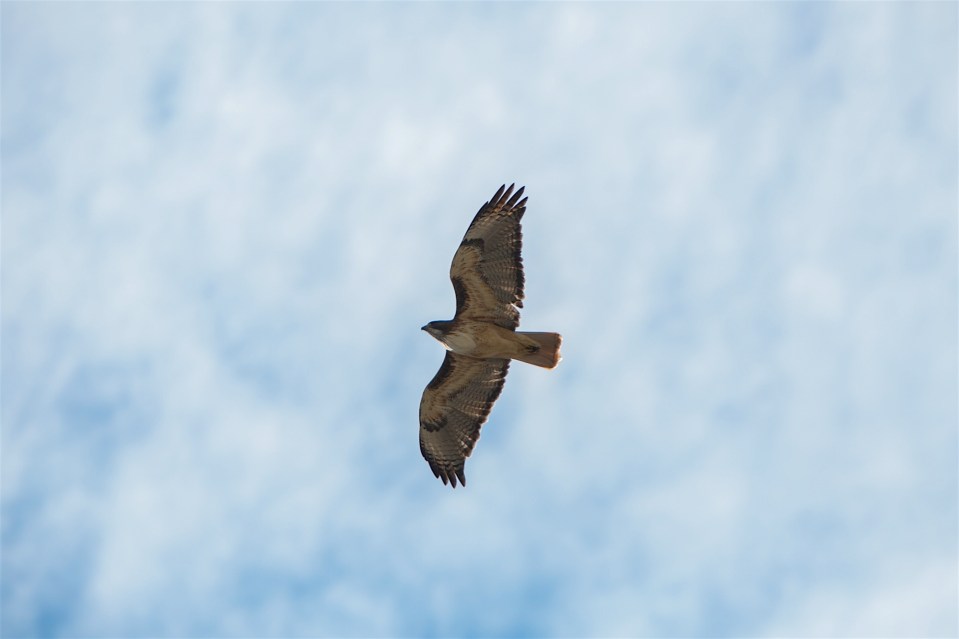 ARS_BBNP_20151115_1837