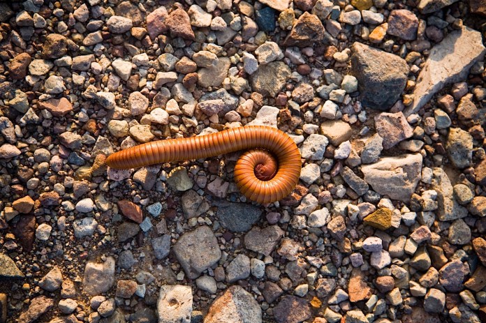 giant millipede, big bend national park, texas