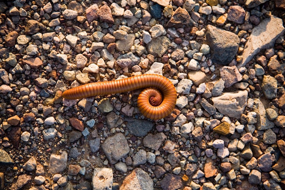 giant millipede, big bend national park, texas