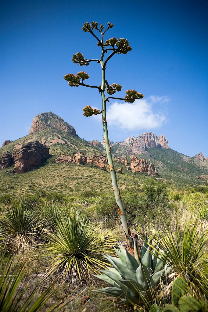 agave americana (century plant) in bloom in juniper canyon, big bend national park, texas