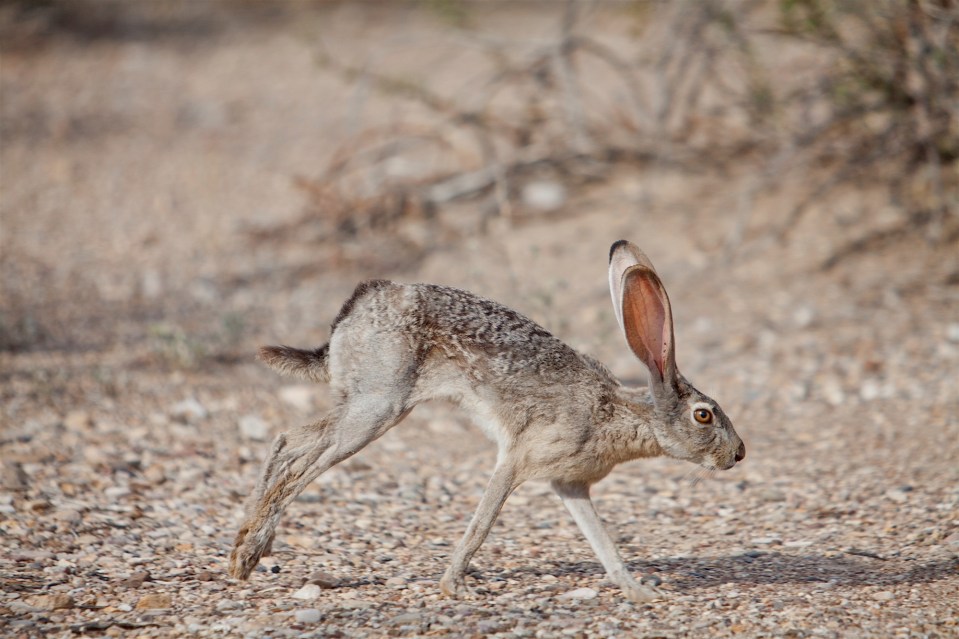 black-tailed jackrabbit in big bend national park, texas