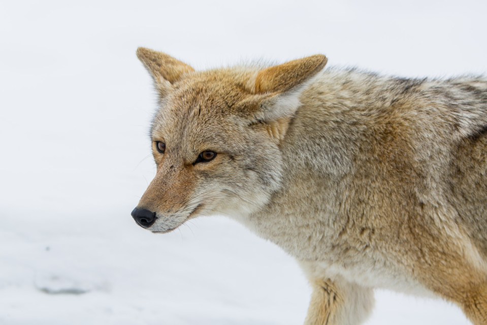 ARS_WY_20160120_0912