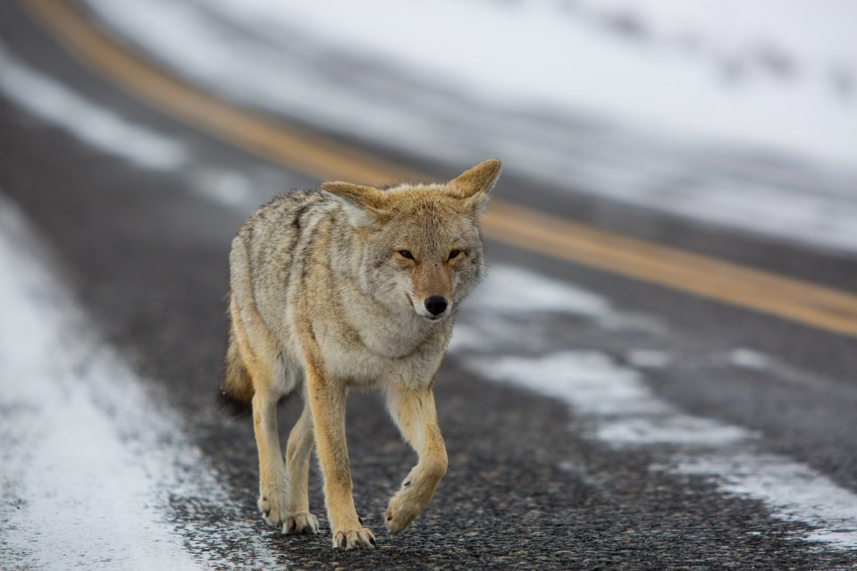 ARS_WY_20160120_0972