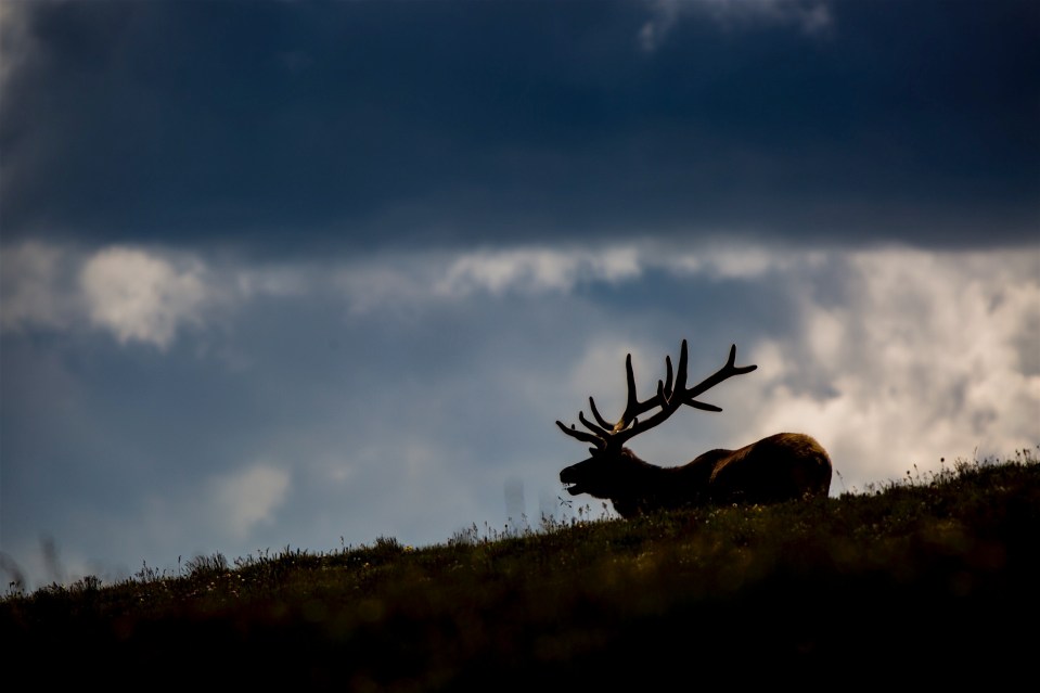 Rocky Mountain Bull Elk, Rocky Mountain National Park, CO