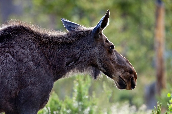 Cow moose with baby Rocky Mountain National Park, CO