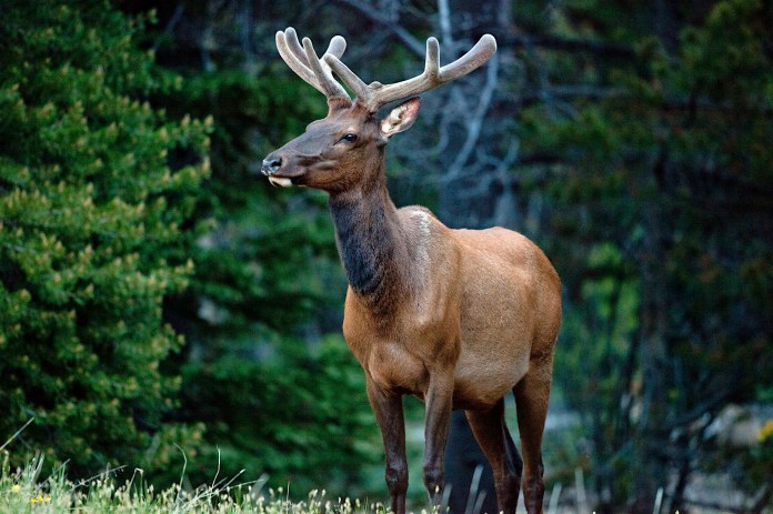 bull elk in velvet in Rocky Mountain National Park, CO