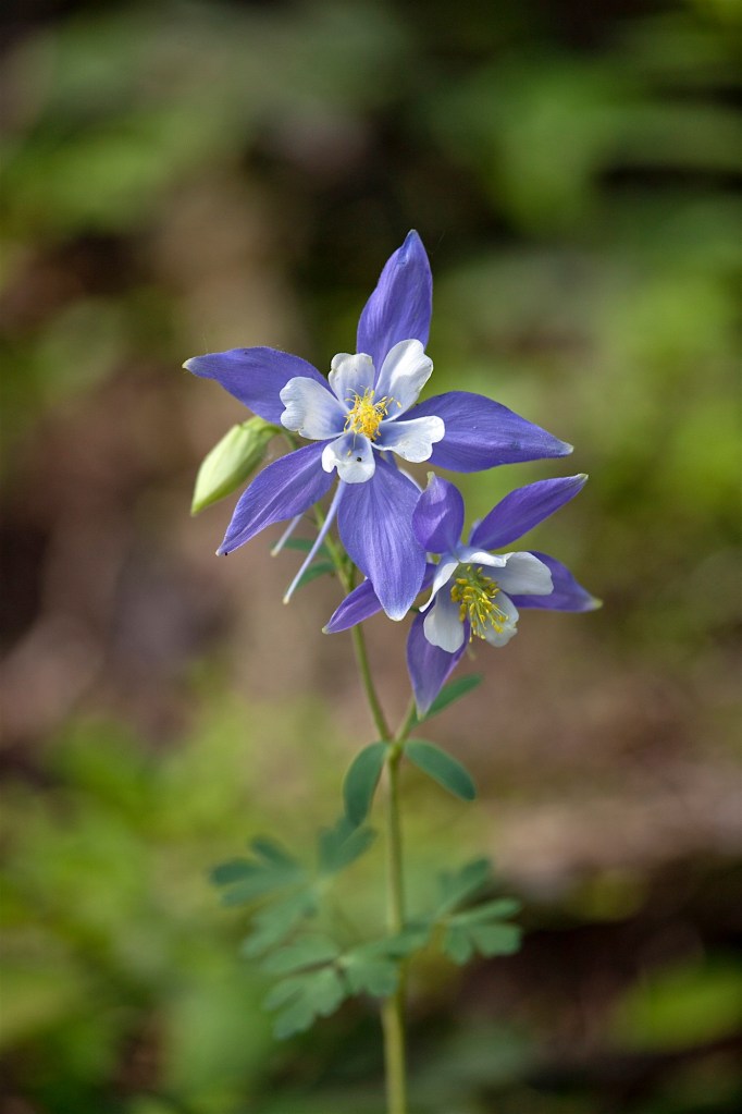 columbine, Rocky Mountain National Park, CO