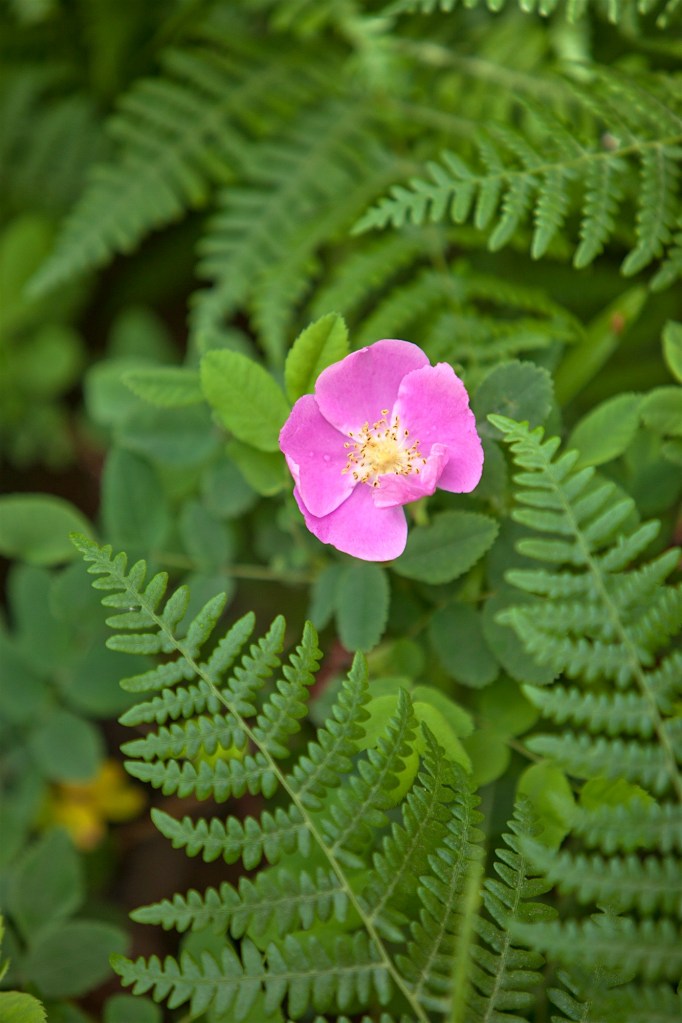 smooth rose, Rosa blanda, Rocky Mountain National Park, CO