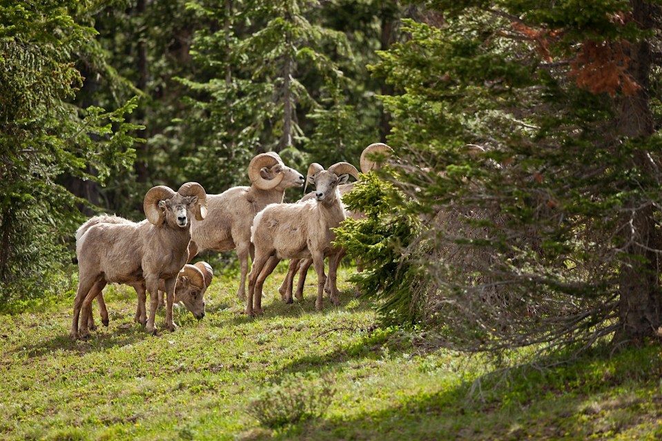 Bighorn sheep crossing the road in Rocky Mountain National Park, CO