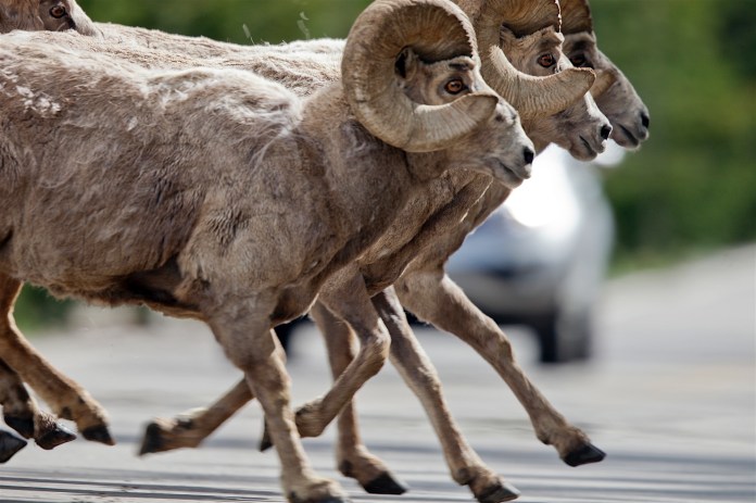 Bighorn sheep crossing the road in Rocky Mountain National Park, CO