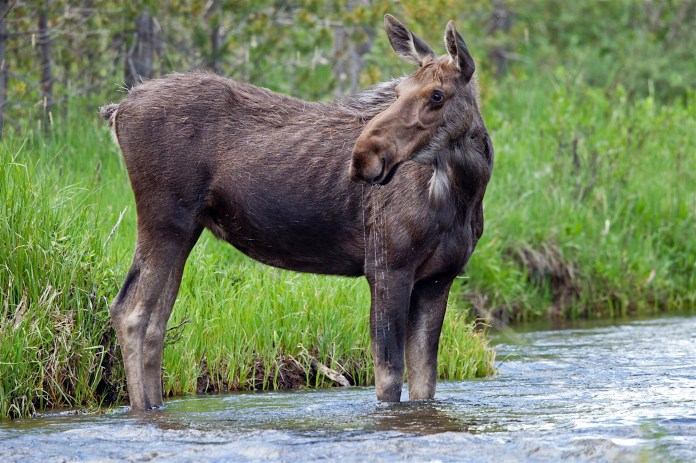 Cow moose in the Colorado River, Rocky Mountain National Park, CO