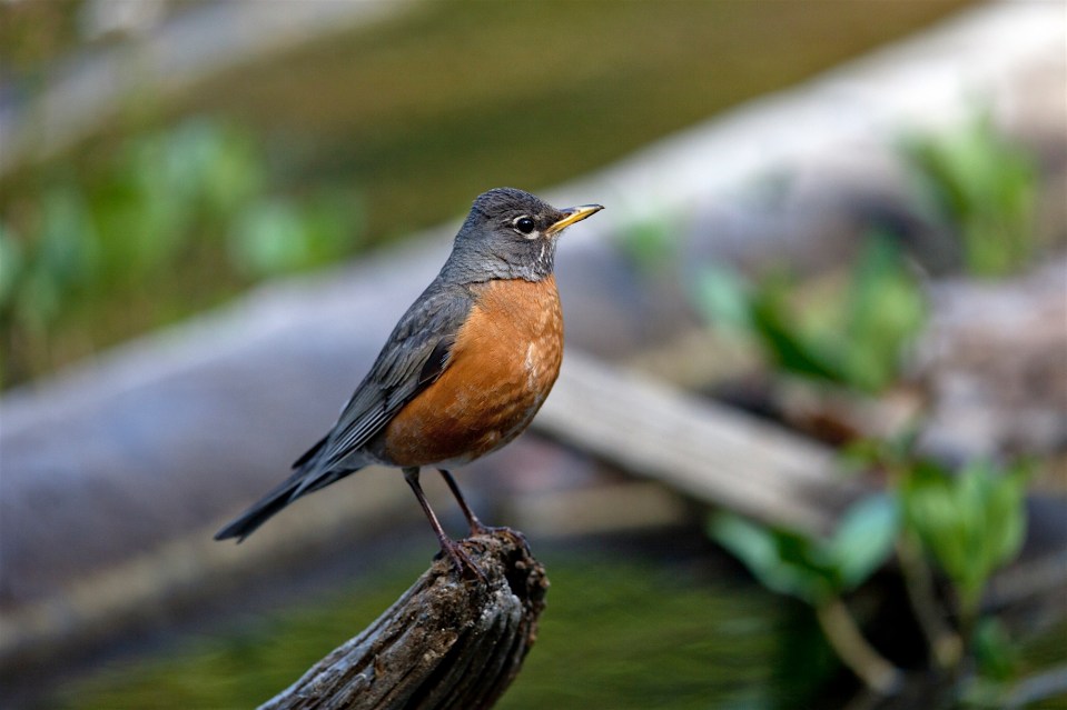 american robin, Rocky Mountain National Park, CO
