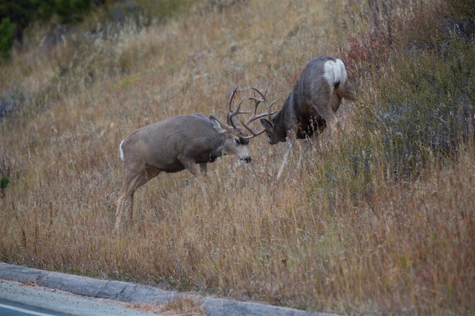 Two Mule deer bucks spar on the side of the road during the rut in rocky mountain national park.