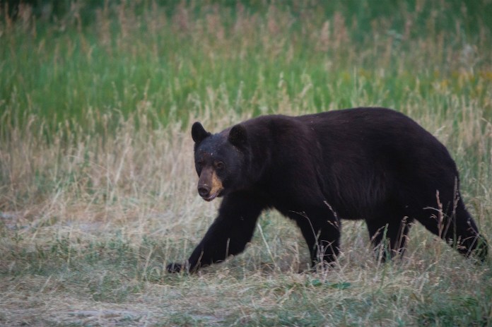A large black bear near Pacific Creek in Teton National Forest