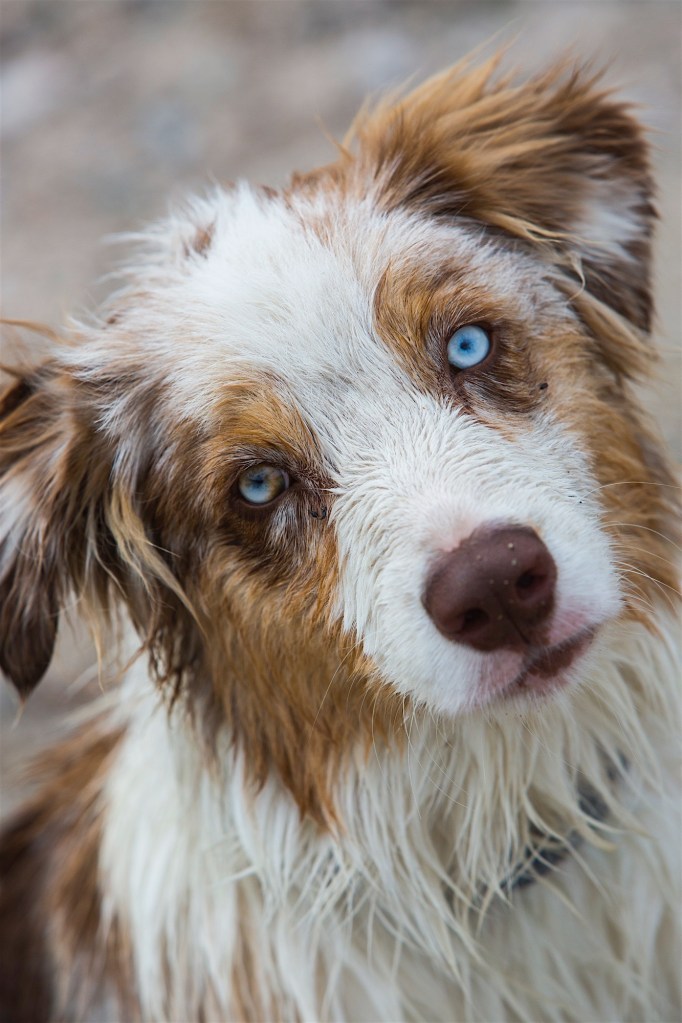A 6 month old blue eyed red merle australian shepherd puppy
