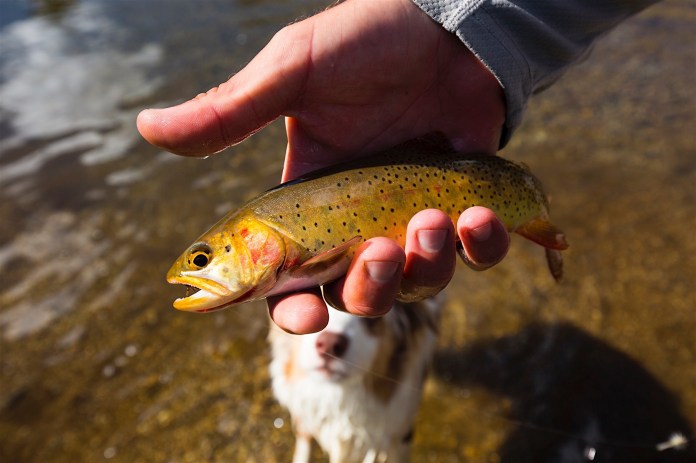 A man catches a cutthroat trout in the outlet from Lonesome Lake to the North Popo Agie River