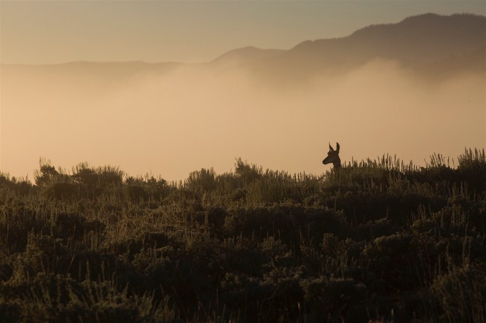 Pronghorn antelope through fog along the river road