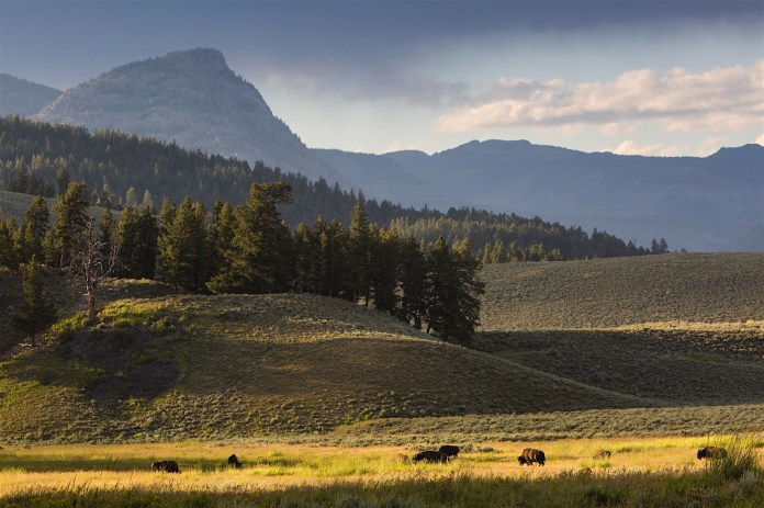 Bison roaming in the Lamar Valley