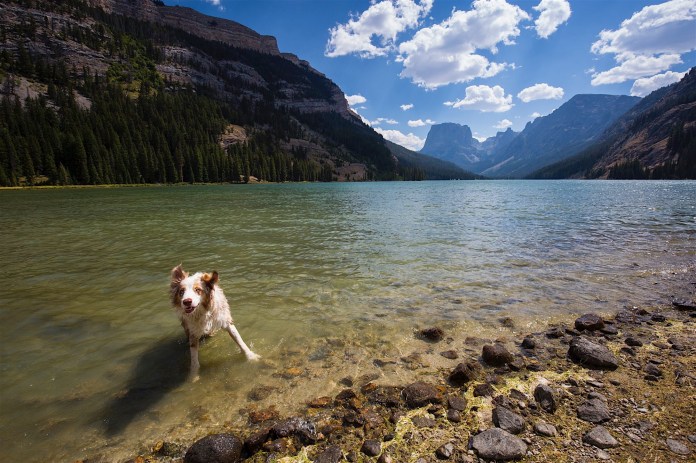 An aussie pup plays in the upper lake at Green River Lakes