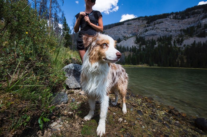 An aussie pup poses at the upper Green River Lake