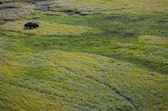 Bison in the Hayden Valley