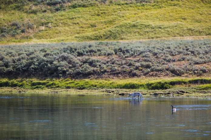The Wapiti Pack along the Yellowstone River in the Hayden Valley